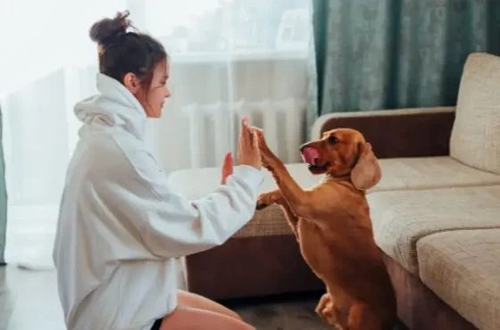 The Best Dog-Friendly Restaurants to Visit with Your Canine Companion