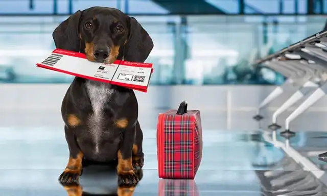 tail wagging dog